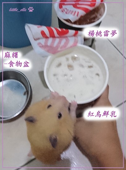 麻糬-最愛~紅烏鮮乳.jpg