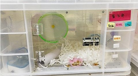 愛鼠協會-黃玉郎.jpg - 黃金鼠-小乖&amp;嘟嘟