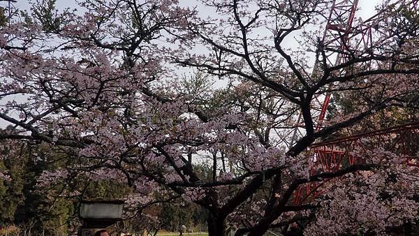 P_20160404_073826_HDR.jpg