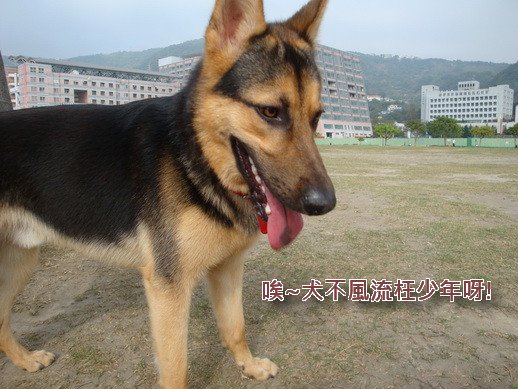 犬不風流枉少年.JPG