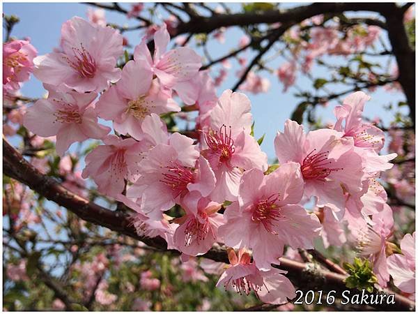 2016新竹公園櫻花 004.jpg