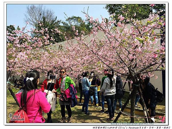 2016新竹公園櫻花 015+.jpg