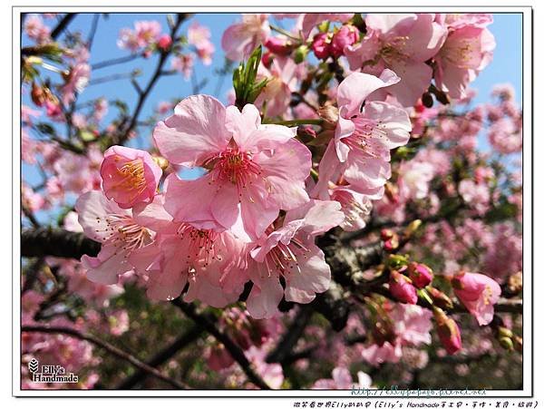 2016新竹公園櫻花 020+.jpg