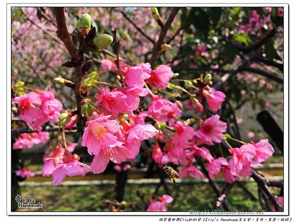 2016新竹公園櫻花 024+.jpg