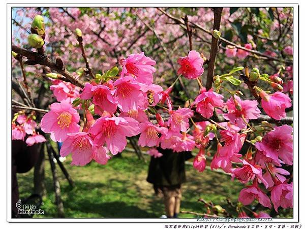 2016新竹公園櫻花 025+.jpg