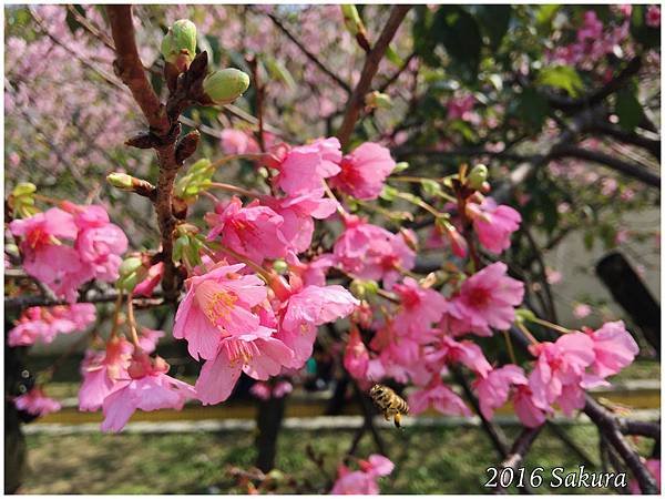 2016新竹公園櫻花 003.jpg