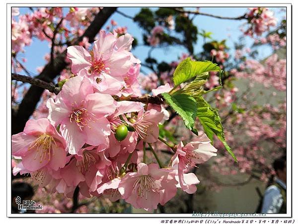 2016新竹公園櫻花 028+.jpg