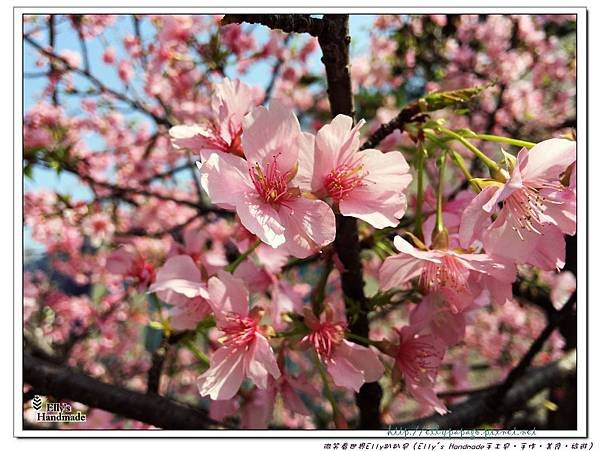 2016新竹公園櫻花 035+.jpg