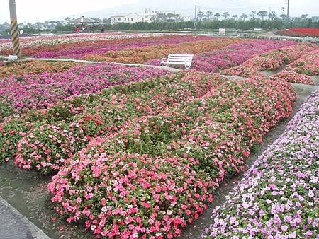 非洲鳳仙花