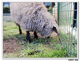 Royal Melbourne  Show (6)