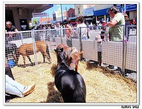 Royal Melbourne  Show (29)