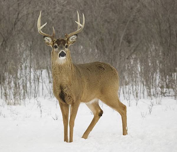 white-tail-deer