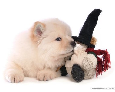 松獅犬-25.jpg