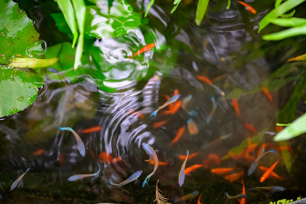 南投森林系包棟「覓境莊園」落羽松秘境！園內有高大聳立的落羽松