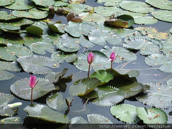 蓮花系