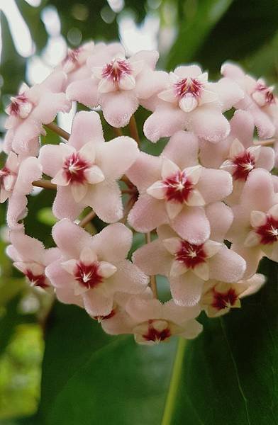 花.jpg