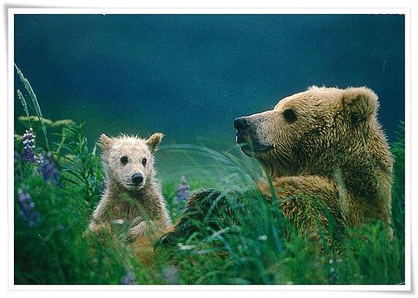 Brown Bear cub at mother&apos;s side.jpg