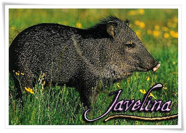 Javelina.jpg