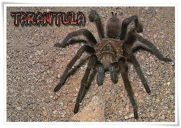 Tarantula