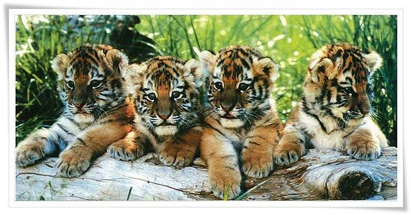 tiger babies