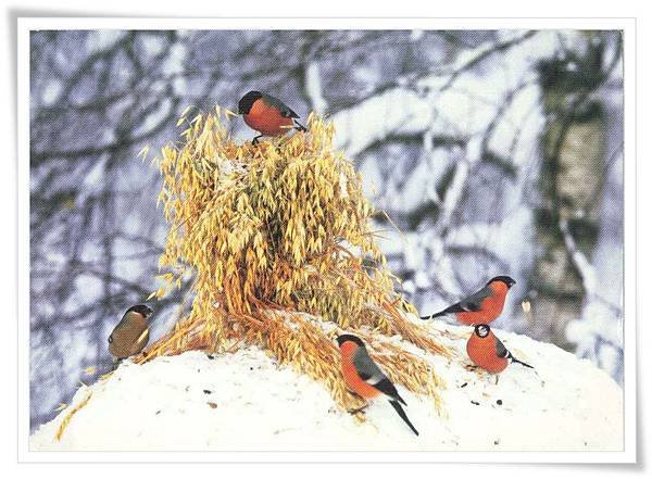 bullfinch