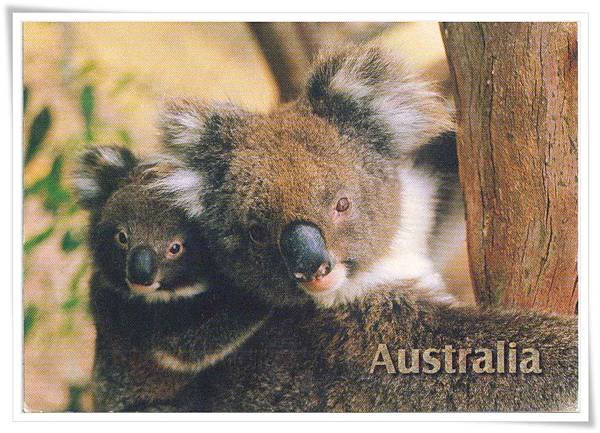 koala with baby