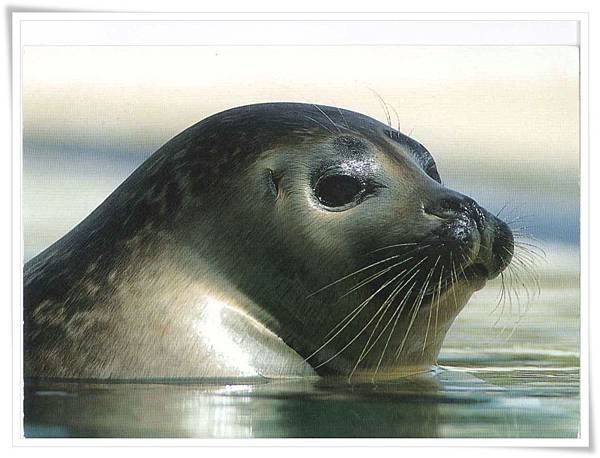 seal