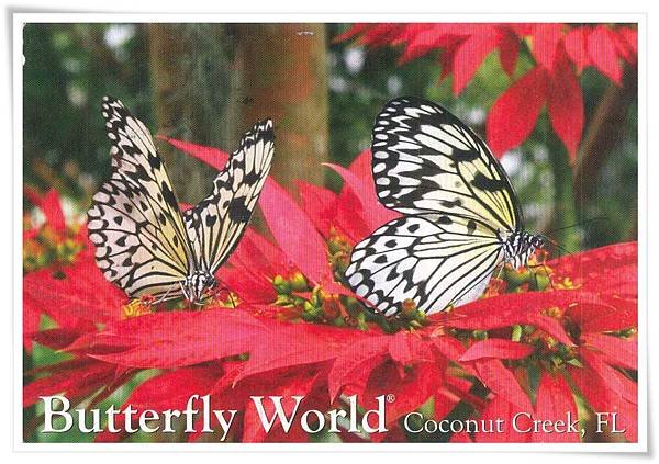 butterfly world