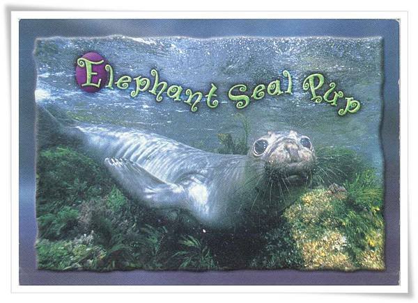 elephant seal