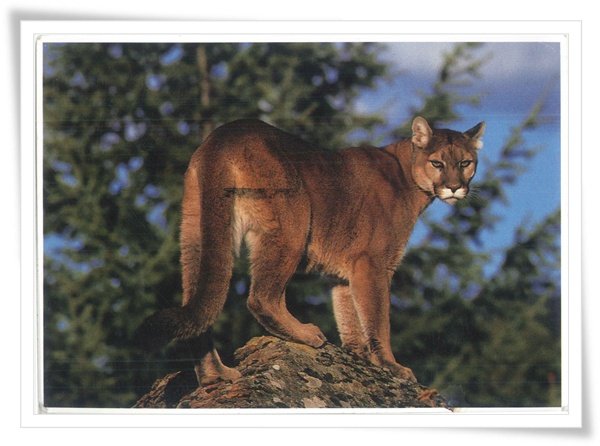 mountain lion