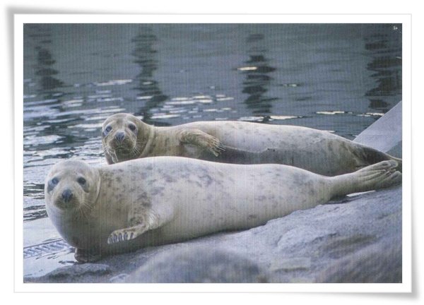 baltic sea seal