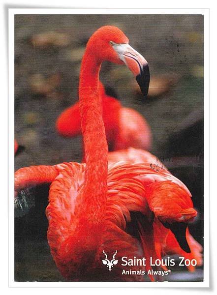 caribbean flamingo