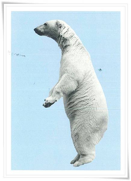 NL_polar bear.jpg