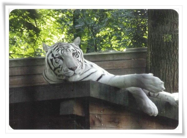 white tiger.jpg