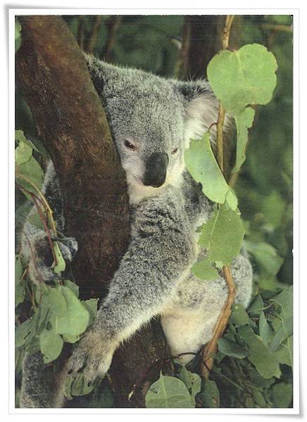 koala_DE.jpg