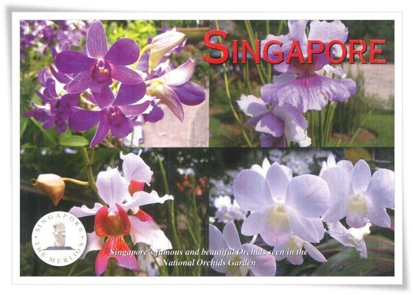 singapore orchids.jpg