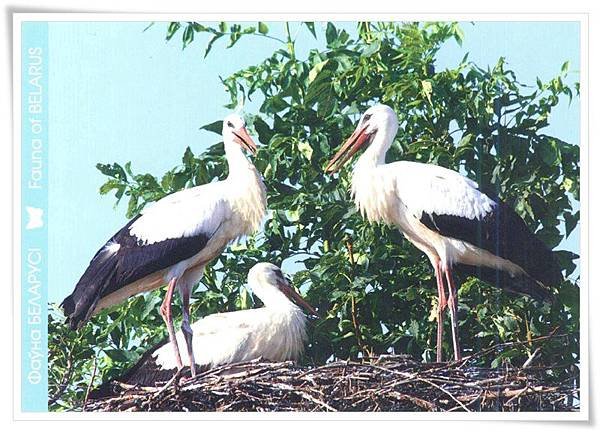 white stork.jpg