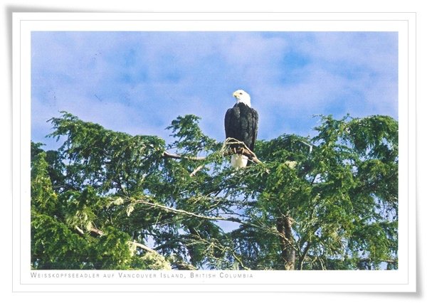 weisskopfseeadler.jpg