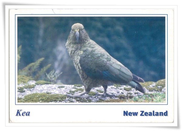 Kea.jpg