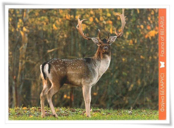 fallow deer