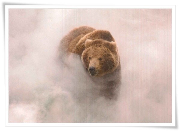 a brown bear in valley of the geysers_RU.jpg