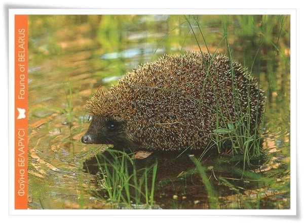 white-breasted hedgehog.jpg