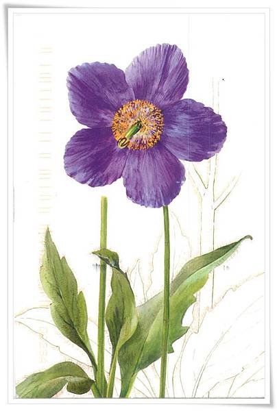 meconopsis grandis.jpg