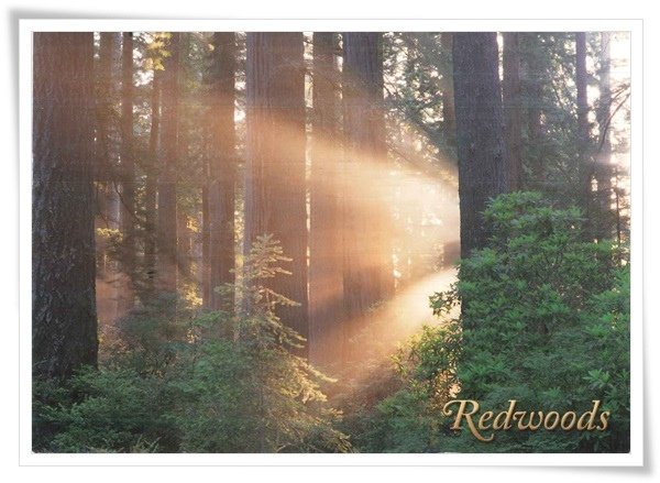 redwood national state parks.jpg