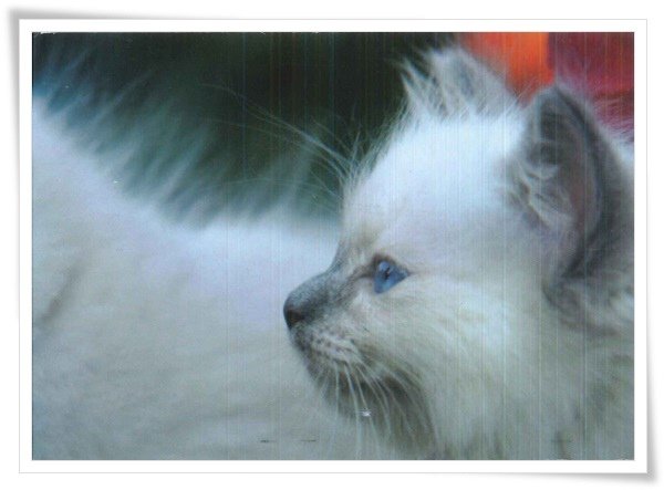 cat with blue eyes.jpg