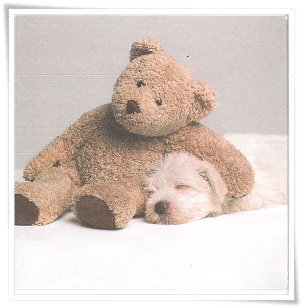 teddy and puppy.jpg