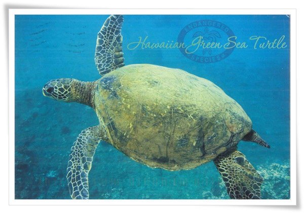 the hawaiian green sea turtle.jpg