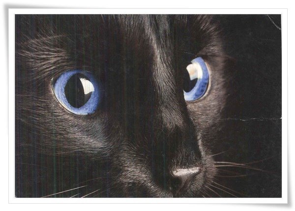 cat with blue eyes.jpg