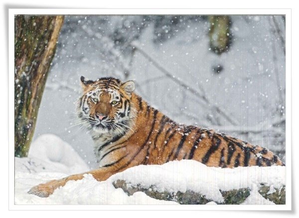 snow tiger.jpg