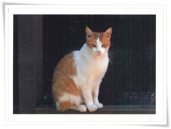 the cat lovers postcard book.jpg